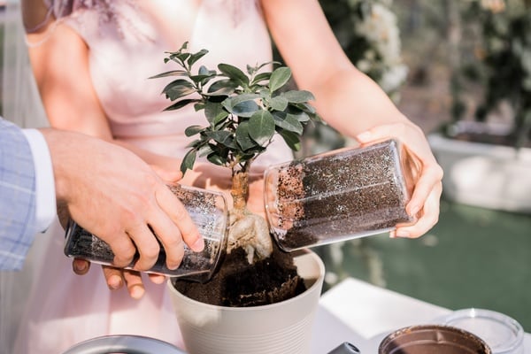 a couple is planting a tree