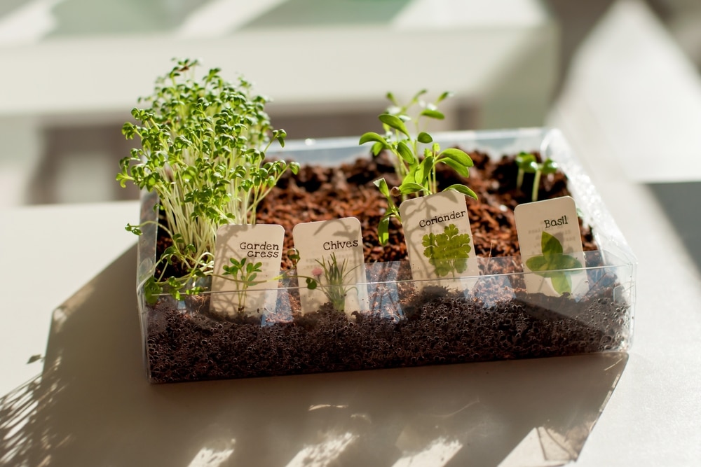 Mini herb garden seedlings sprouting in a container on a window at home.